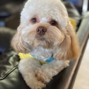 Meet your Posher, Nancy